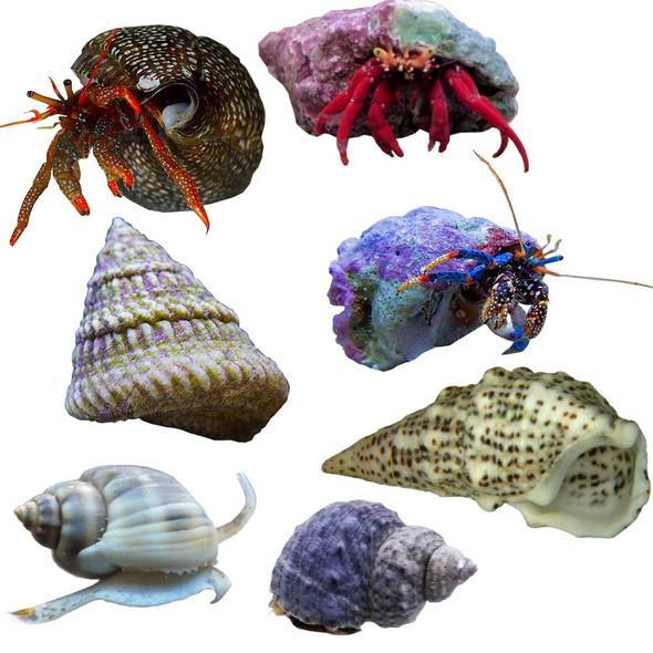 100 Gallon Standard Reef Cleanup Crew