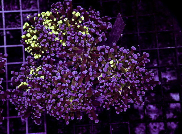 Large Splatter Frogspawn Colony WYSIWYG - SAQ Coral Farm