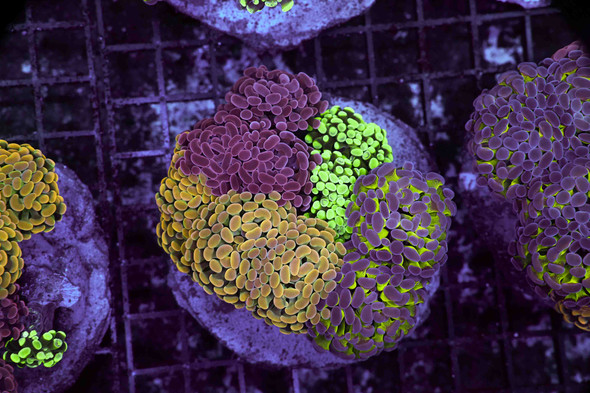 Hammer Garden Colony WYSIWYG - SAQ Coral Farm