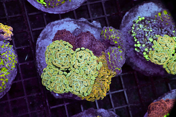 Hammer Garden Colony WYSIWYG - SAQ Coral Farm