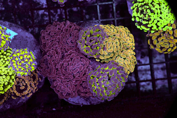 LG Hammer Garden Colony WYSIWYG - SAQ Coral Farm