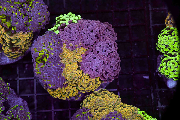 LG Hammer Garden Colony WYSIWYG - SAQ Coral Farm