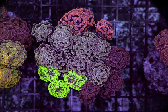 LG Hammer Garden Colony WYSIWYG - SAQ Coral Farm