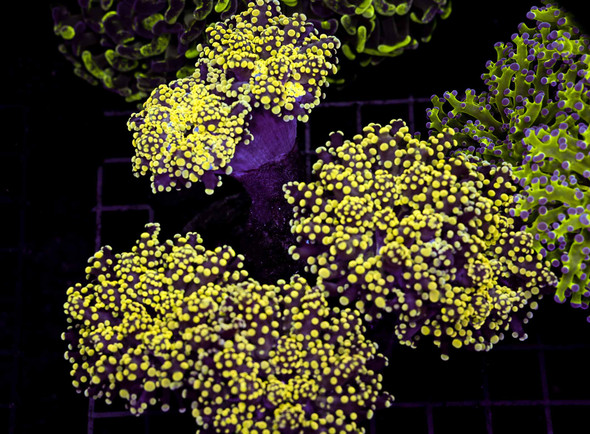 Yellow Frogspawn Colony WYSIWYG - SAQ Coral Farm