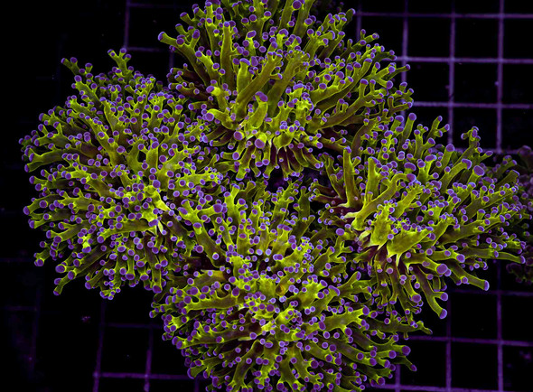 Neon Green Purple Tip Frogspawn Colony WYSIWYG - SAQ Coral Farm
