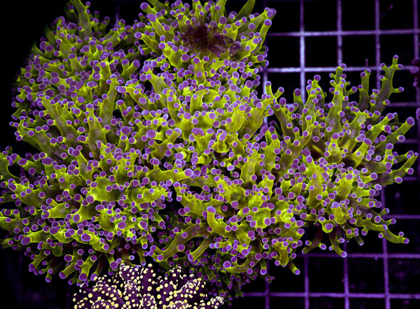 Large Neon Green Purple Tip Frogspawn Colony WYSIWYG - SAQ Coral Farm