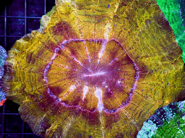 Sun Beam Acanthophyllia WYSIWYG - SAQ Coral Farm