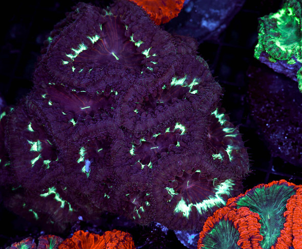 Dark Star Blastommusa Colony WYSIWYG - SAQ Coral Farm