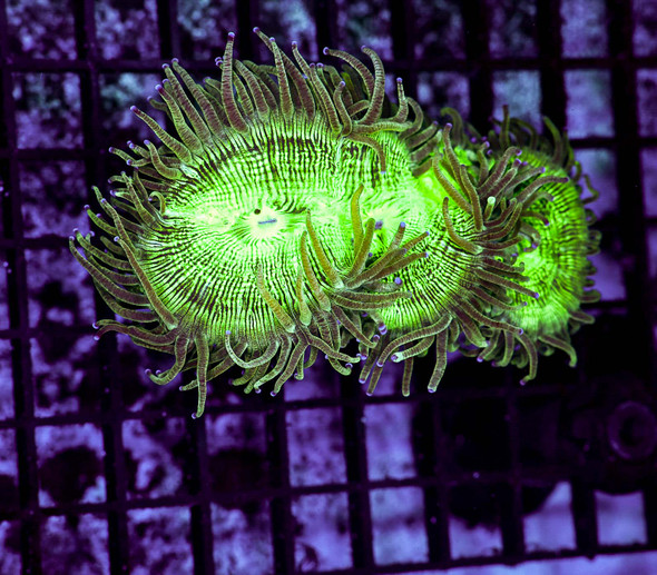 Green And Purple Elegance Coral WYSIWYG - SAQ Coral Farm