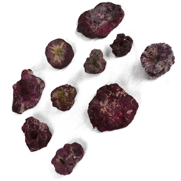 (SAMPLE) Real Reef Frag Rock (1 Piece) - Real Reef