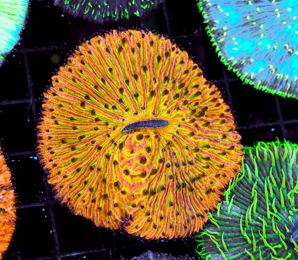 Tropical Fungia Plate WYSIWYG - SAQ Coral Farm
