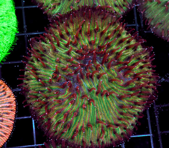 Zombie Fungia Plate WYSIWYG - SAQ Coral Farm