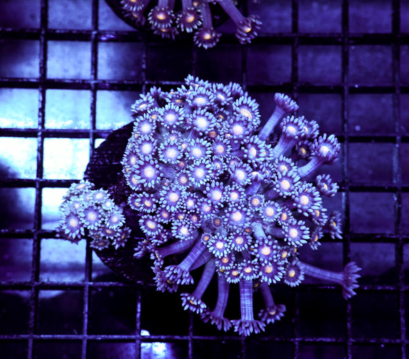 Ice Blue Goniopora WYSIWYG - SAQ Coral Farm