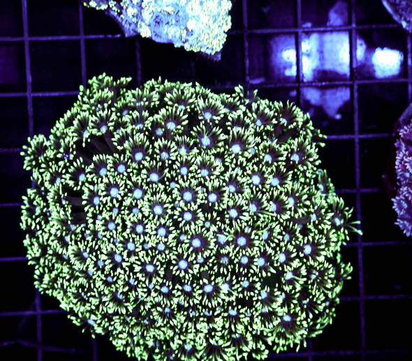 Green Goniopora Colony WYSIWYG - SAQ Coral Farm