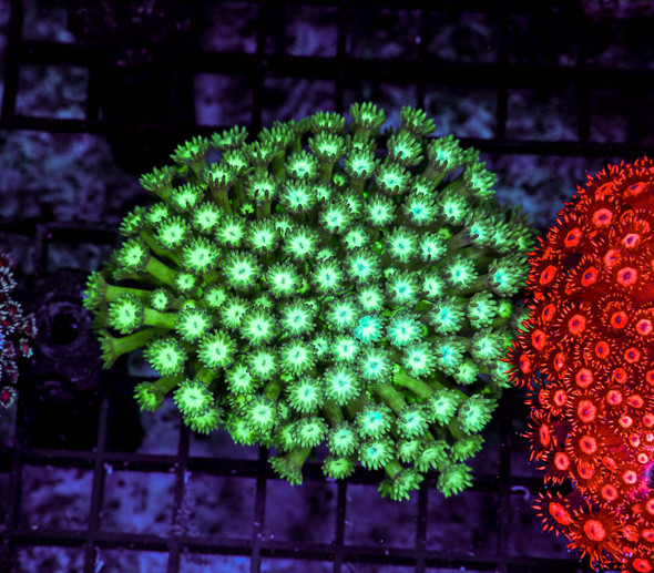 Green Goniopora Colony WYSIWYG - SAQ Coral Farm