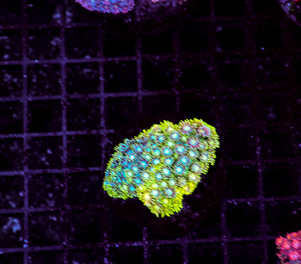 Glitter Bomb Goniopora WYSIWYG - SAQ Coral Farm