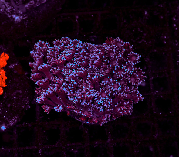 Purple Goniopora Colony WYSIWYG - SAQ Coral Farm