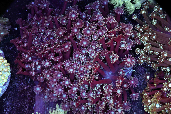 Purple Goniopora Colony WYSIWYG - SAQ Coral Farm