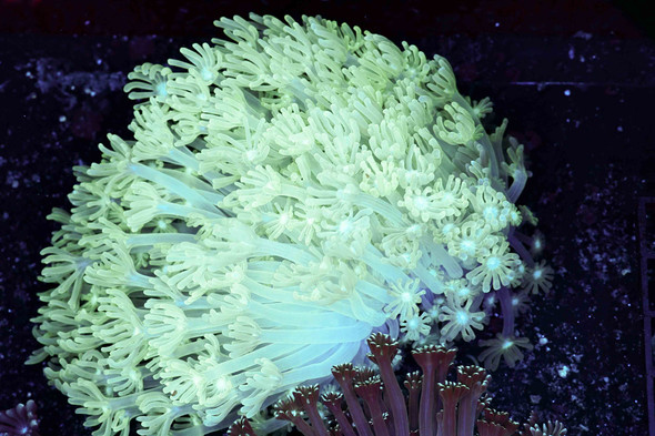 Teal Green Goniopora Colony WYSIWYG - SAQ Coral Farm