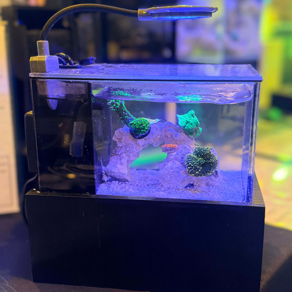 Small-In-One Nomad Portable Traveling Aquarium (0.5 Gallon) - PNW Custom